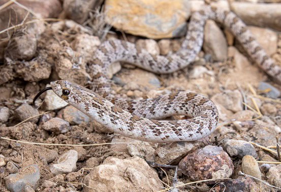 Chihuahuan Hook-nosed Snake Gyalopion canum