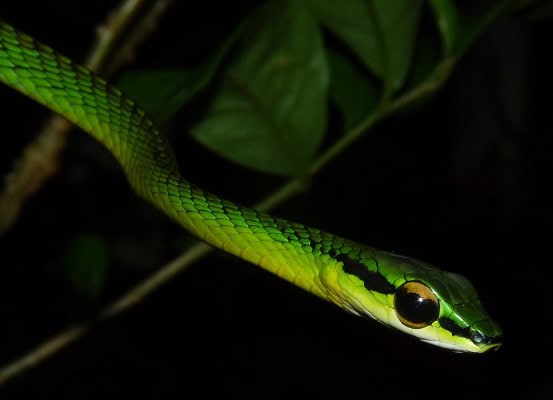 Cope's Parrot Snake big eyes