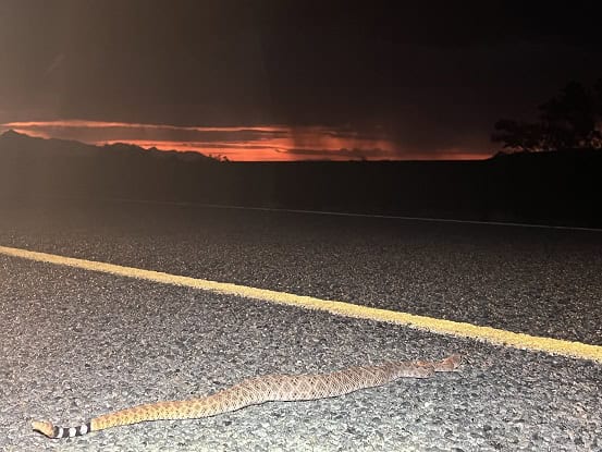 Crotalus atrox crossing road