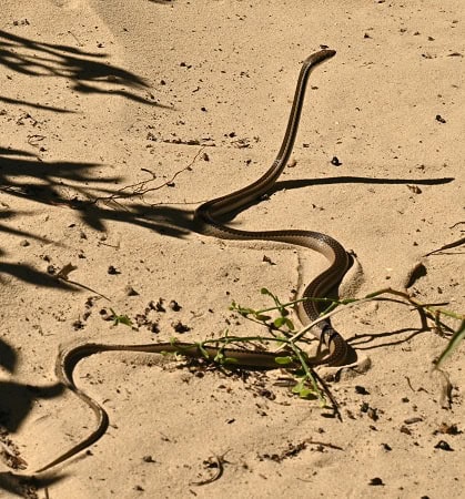 Dromicodryas bernieri, Bernier's striped snake