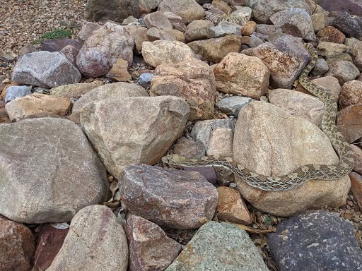 Gopher Snake Pituophis catenifer rocky