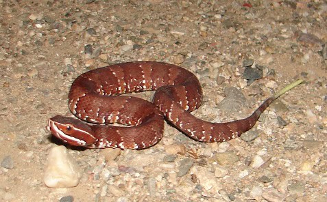 Mexican Cantil Agkistrodon bilineatus tail
