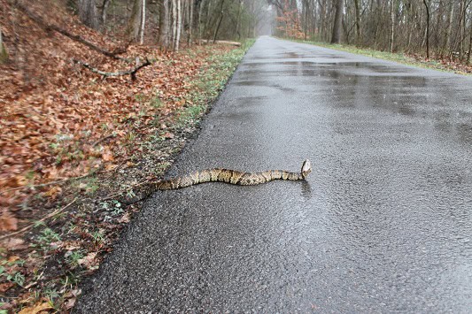 Northern Cottonmouth Agkistrodon piscivorus road