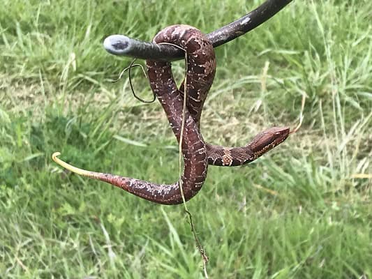 Northern Cottonmouth Agkistrodon piscivorus tail