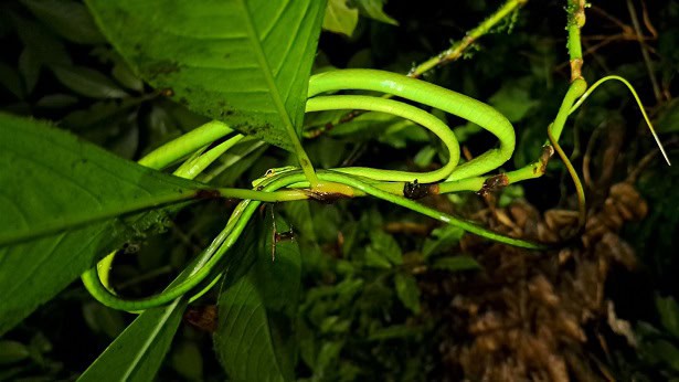 Oxybelis brevirostris vine snake thin