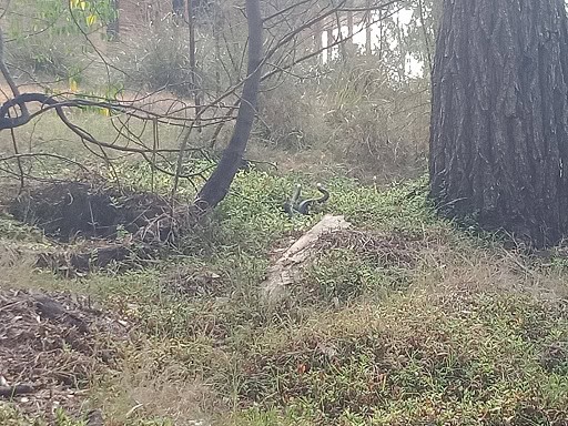 Red-bellied Black Snake eerie