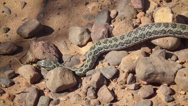 Rhombic Skaapsteker Psammophylax rhombeatus rocky slopes