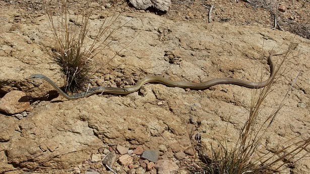 Sonoran Whipsnake Masticophis bilineatus thin