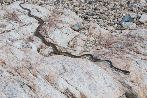 Sonoran Whipsnake Masticophis bilineatus thin