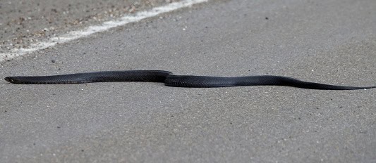 Texas Indigo Snake Drymarchon melanurus