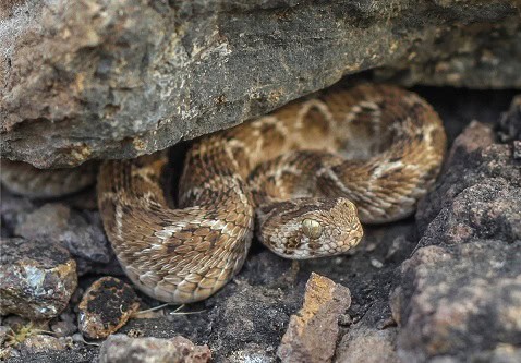 echis carinatus rock field snake