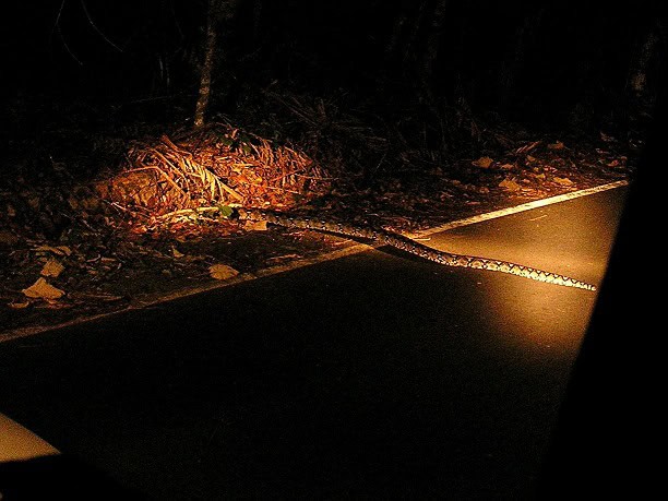 eerie reticulated python Malayopython reticulatus