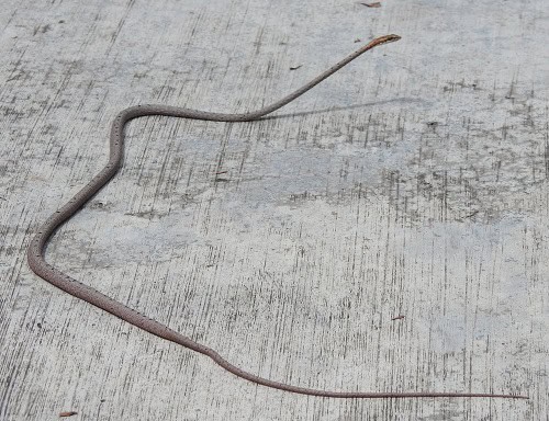red whipsnake Dryophiops rubescens thin