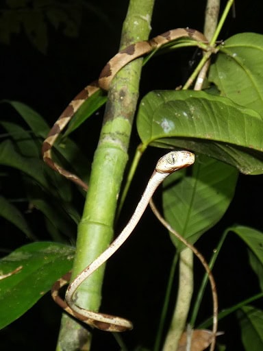 thinnest snakes Imantodes cenchoa