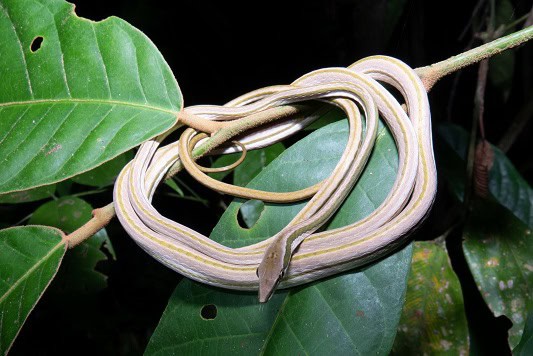 thinnest snakes Xenoxybelis argenteus