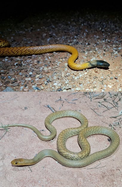 western brown snake variable morphs