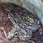 Dumeril's boa (Acrantophis dumerili) thick