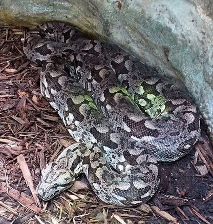 Dumeril's boa (Acrantophis dumerili) thick