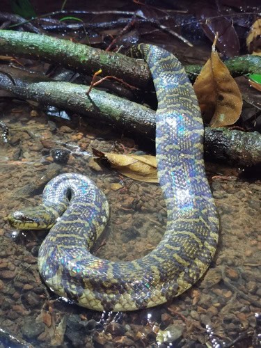 Subsessor bocourti bocourt's watersnake