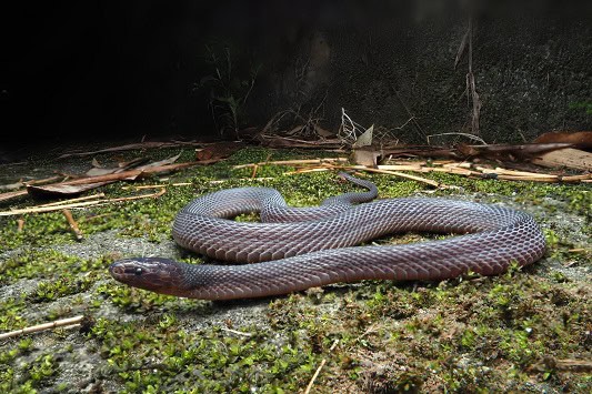 Achalinus hunanensis odd-scaled snake