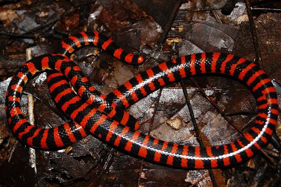 Anilius scytale from Brazil