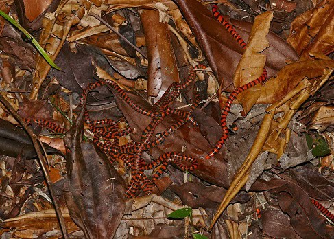 Anilius scytale in the wild