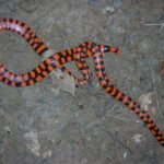 Anilius scytale short tail