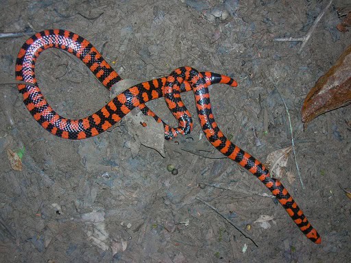 Anilius scytale short tail