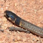 Black-headed Snake Tantilla melanocephala face