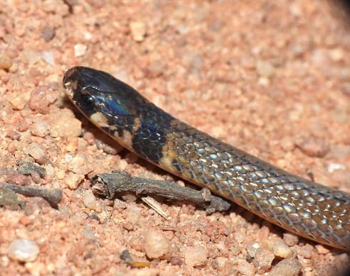 Black-headed Snake Tantilla melanocephala face