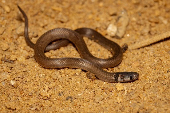 Black-headed Snake, Tantilla melanocephala