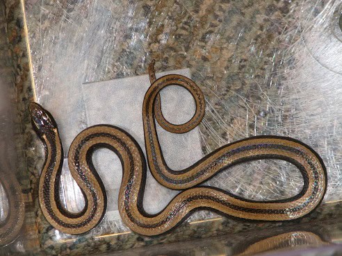 Black-striped Snake Coniophanes imperialis