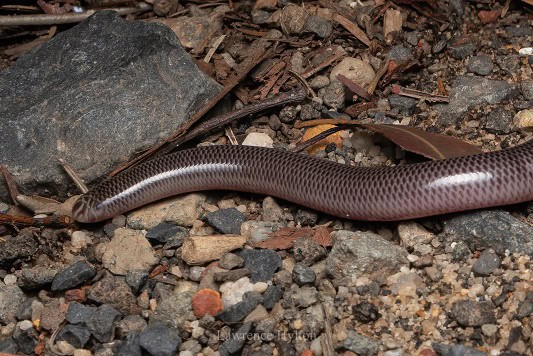 Blackish Blind Snake (Anilios nigrescens)