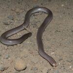 Blackish Blind Snake Anilios nigrescens