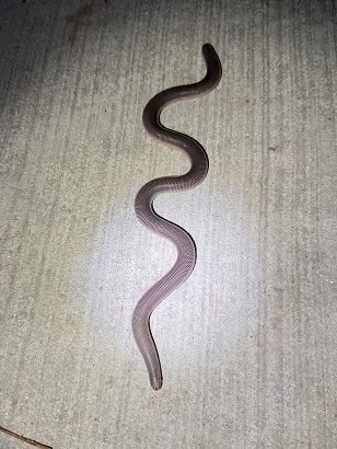 Blackish Blind Snake Anilios nigrescens encounter