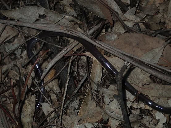 Blackish Blind Snake Anilios nigrescens habitat