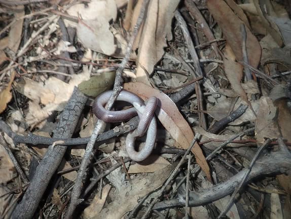 Blackish Blind Snake Anilios nigrescens lurking