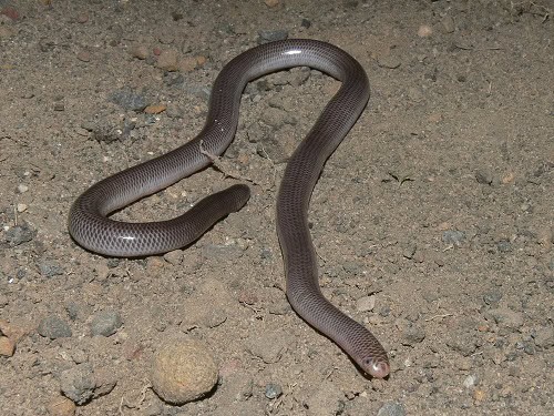 Blackish Blind Snake Anilios nigrescens