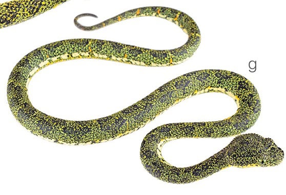 Bothriechis hussaini from Ecuador