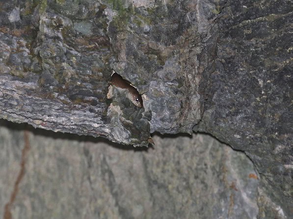 Cave Kukri Snake Oligodon speleoserpens