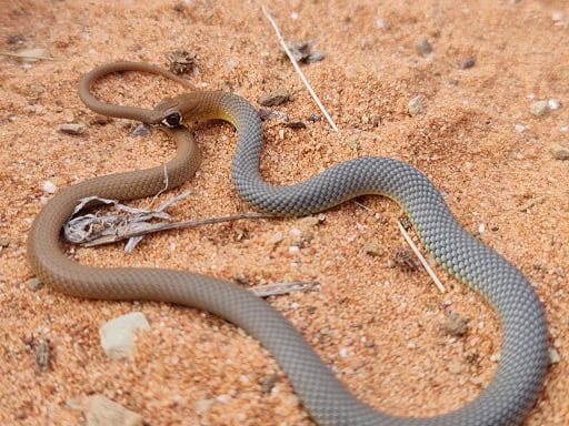 Central Whipsnake Demansia cyanochasma danger