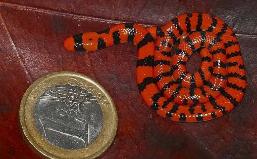 Coral Cylinder Snake (Anilius scytale) neonate