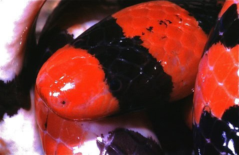 Coral Cylinder Snake (Anilius scytale)