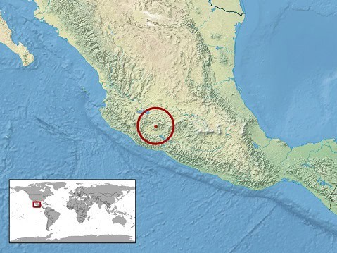 Crotalus tancitarensis world's shortest rattlesnake