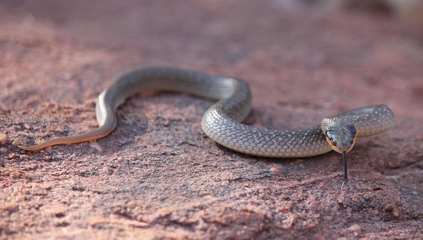 Crotaphopeltis hotamboeia red lipped snake