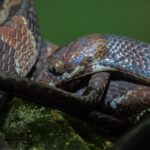 Dipsas aparatiritos snail-eating snake