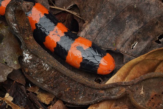 False Coral Snake Anilius scytale face