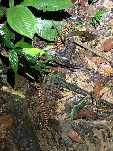 False Coral Snake Anilius scytale lurking