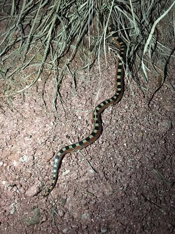 Gyalopion quadrangulare arizona usa