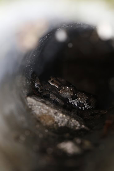 Kikuchi Habu Trimeresurus gracilis danger